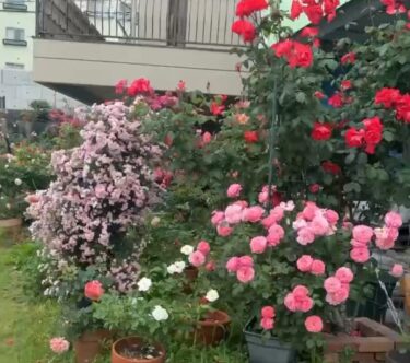 薔薇/使い続けているマスク