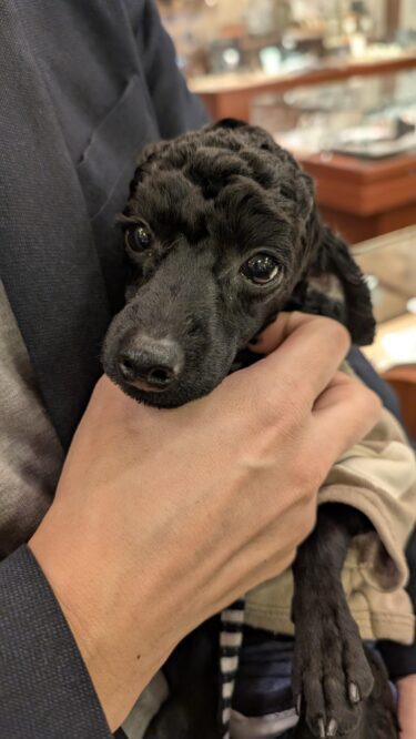 泳げるようになりたい