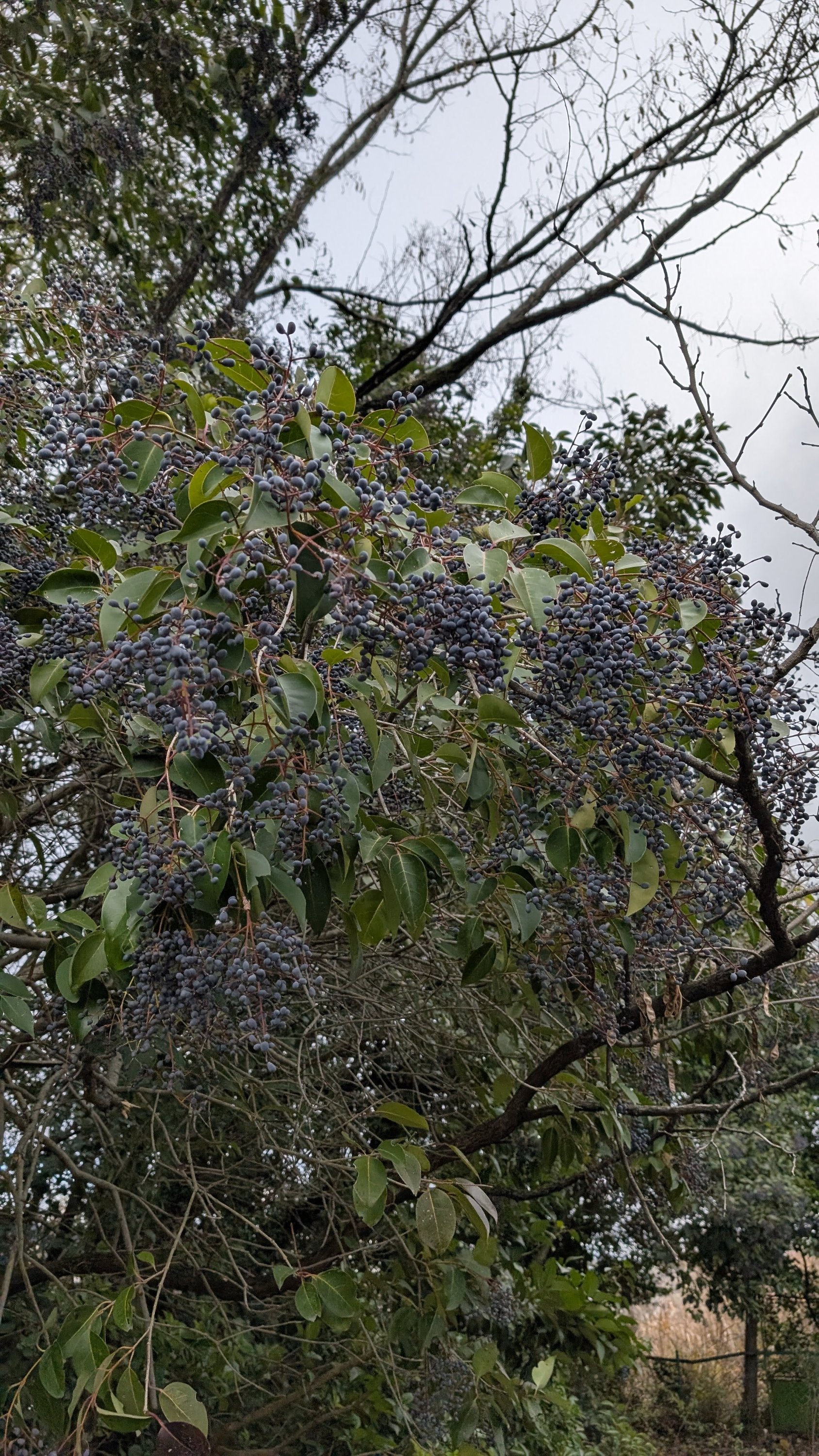 ブログ最新画像