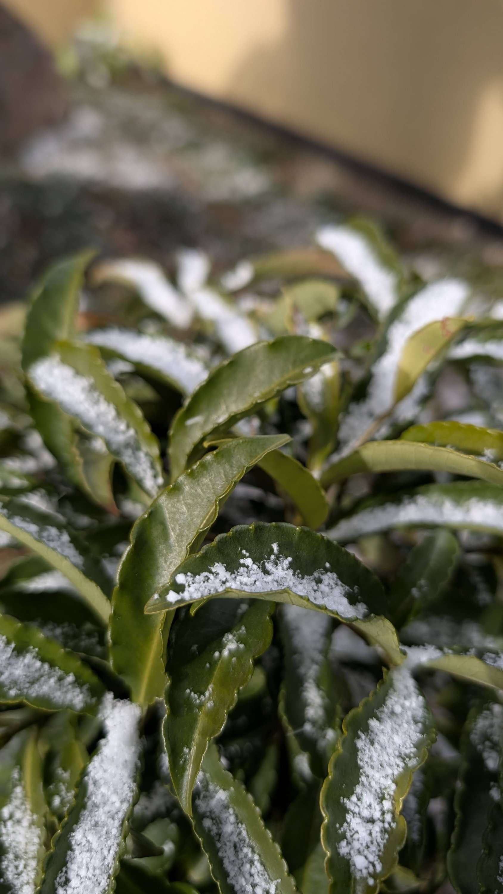 ブログ最新画像